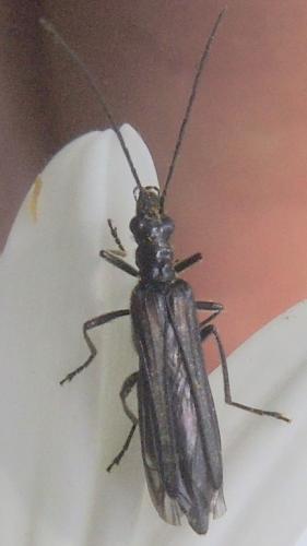 Réf. 334 618 : Oedemera pthysica